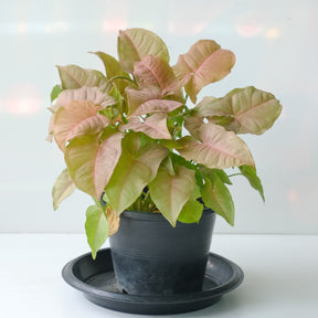 Syngonium Neon - Willemse