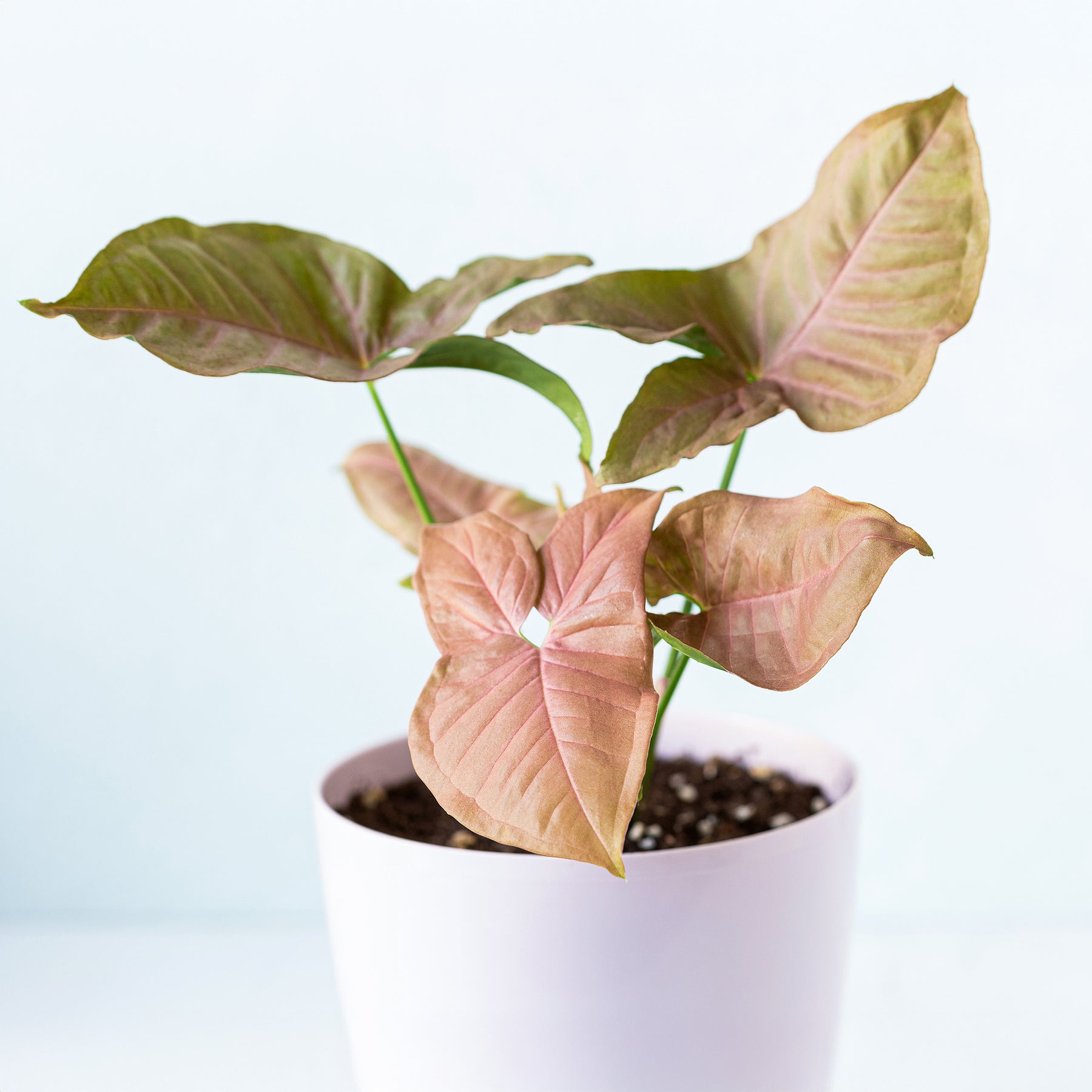 Syngonium Neon - Syngonium Neon - Willemse