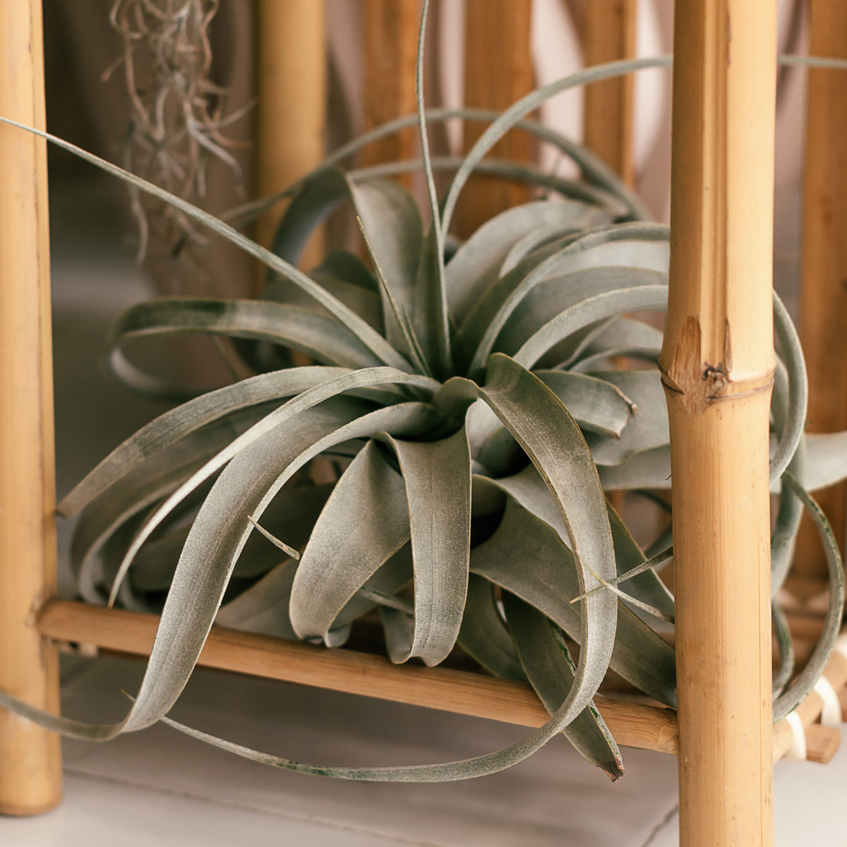 Tillandsia xerographica - Willemse