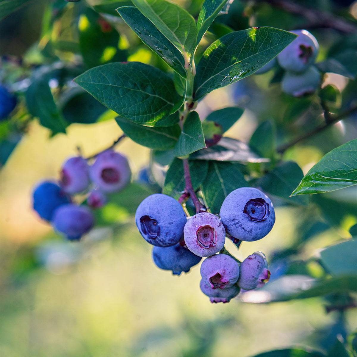 Myrtillier Blue Crop - Willemse