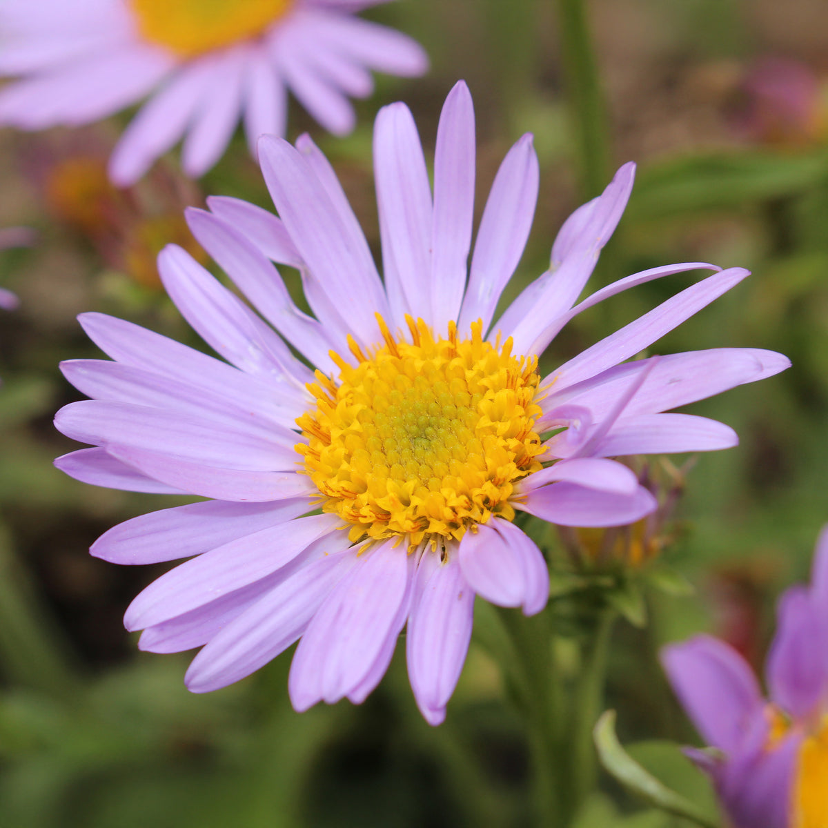 Vergerette Lavender Lady - Erigeron - Willemse