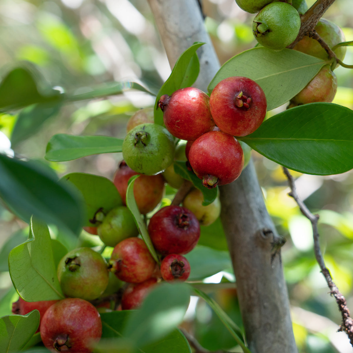 Psidium cattleianum - Goyavier de Chine - Goyavier