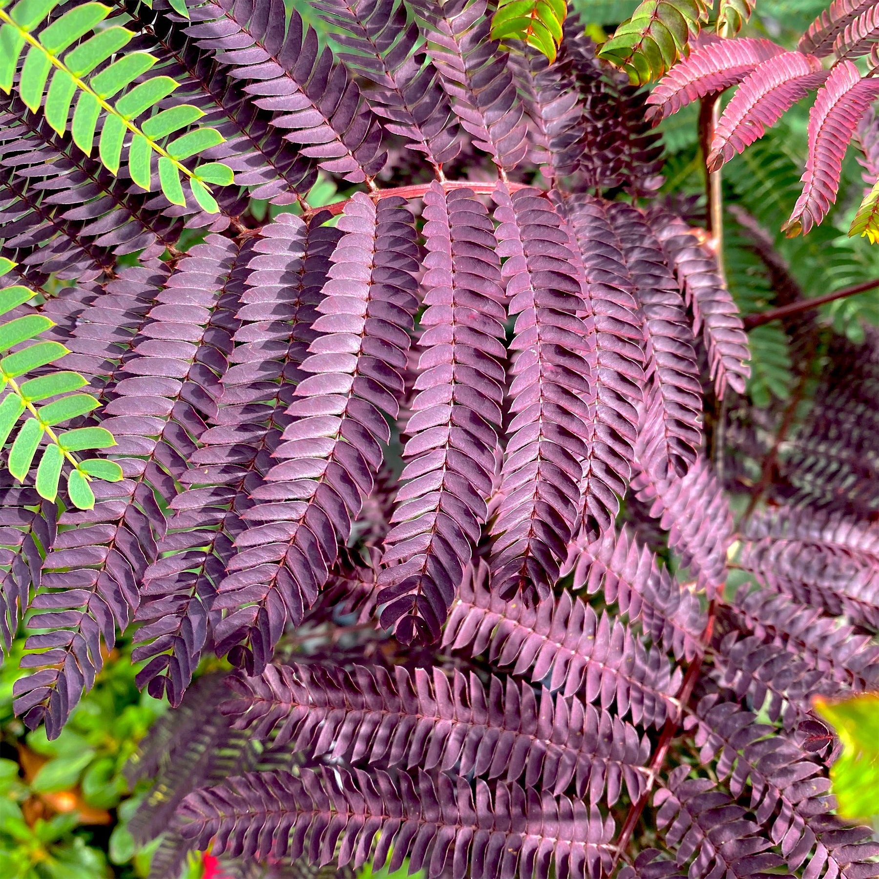 Albizia julibrissin Summer Chocolate® - Arbre à soie Summer Chocolate® - Albizia