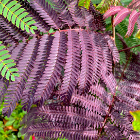 Albizia julibrissin Summer Chocolate® - Arbre à soie Summer Chocolate® - Albizia