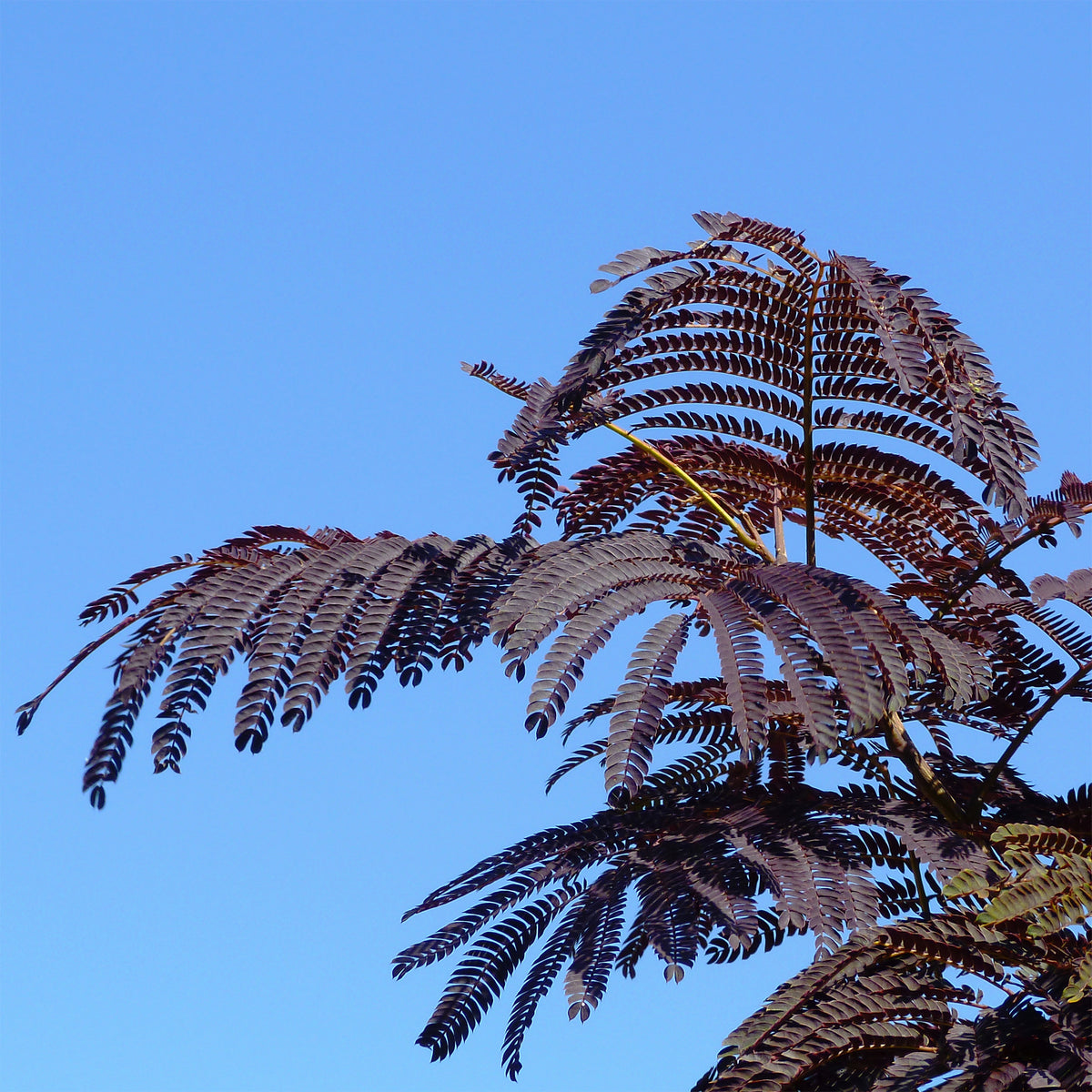 Arbre à soie Summer Chocolate® - Albizia julibrissin Summer Chocolate® - Willemse