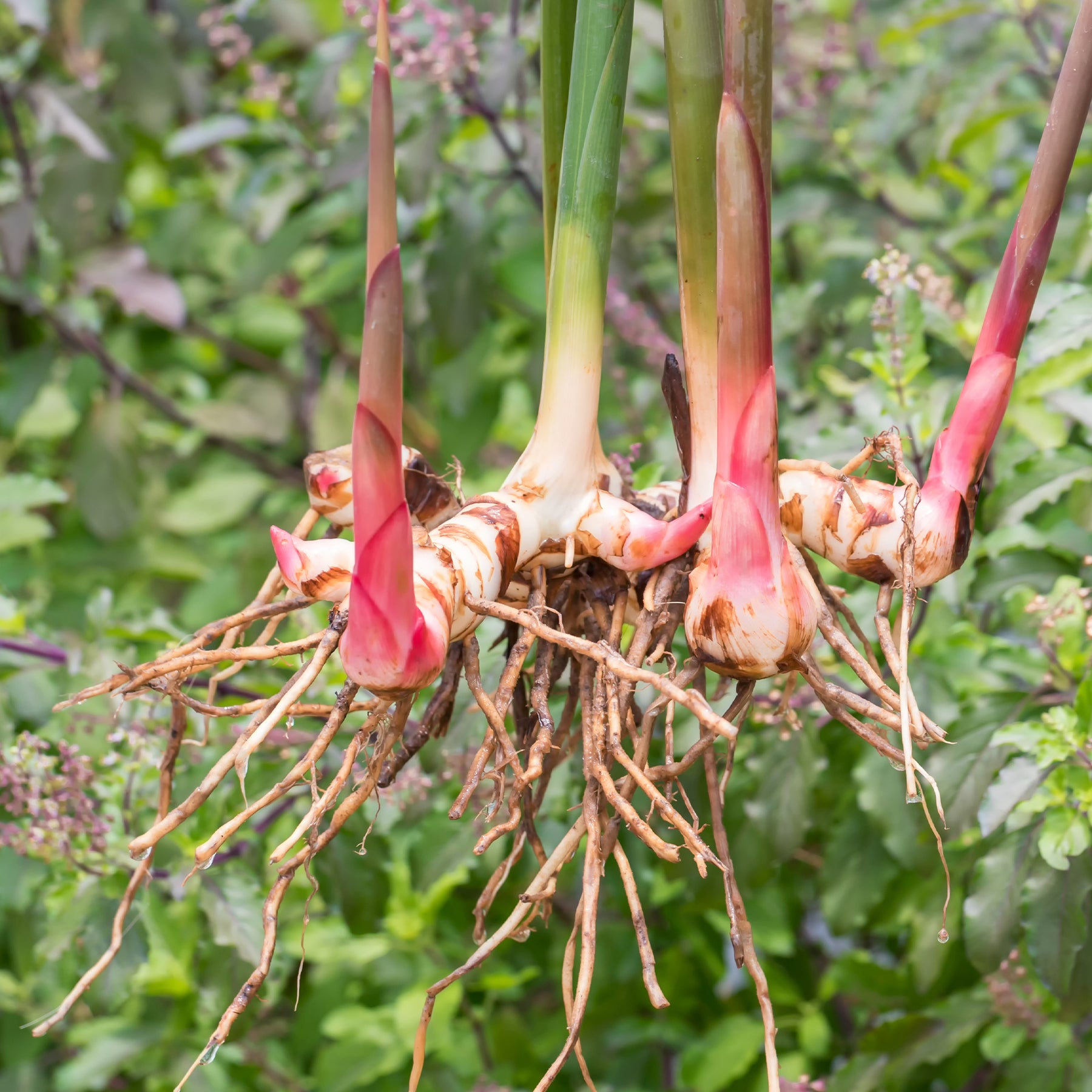 Alpinia galanga - Grand galanga - Plants d'aromatiques