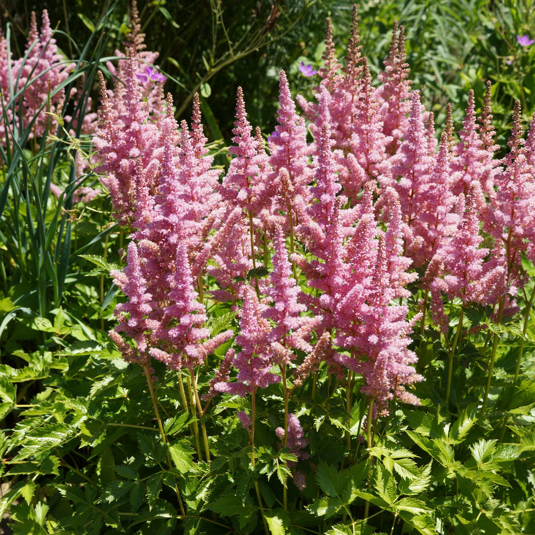 Astilbe  Vision in Pink - Astilbe Little Vision in Pink ® - Willemse