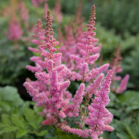 Astilbe Little Vision in Pink ® - Astilbe  Vision in Pink - Astilbe