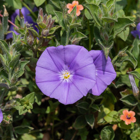 Liseron de Mauritanie Compacta - Convolvulus sabatius Compacta - Willemse