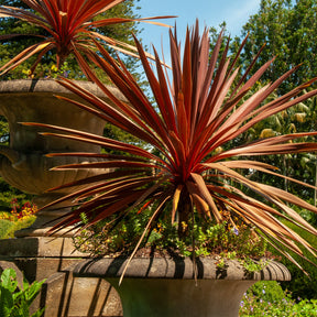 Cordyline australe Red Star - Willemse