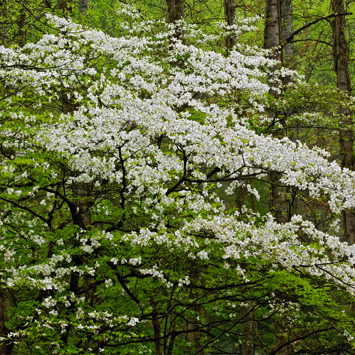 Cornouiller à fleurs de Floride - Willemse