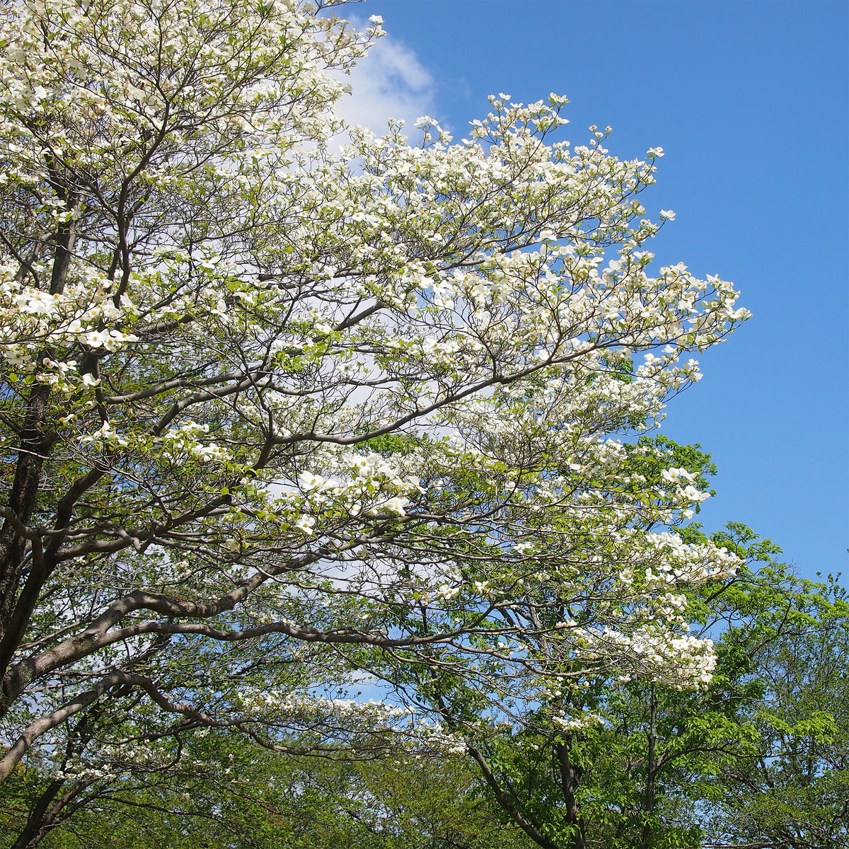 Cornouiller à fleurs de Floride - Cornus florida - Willemse