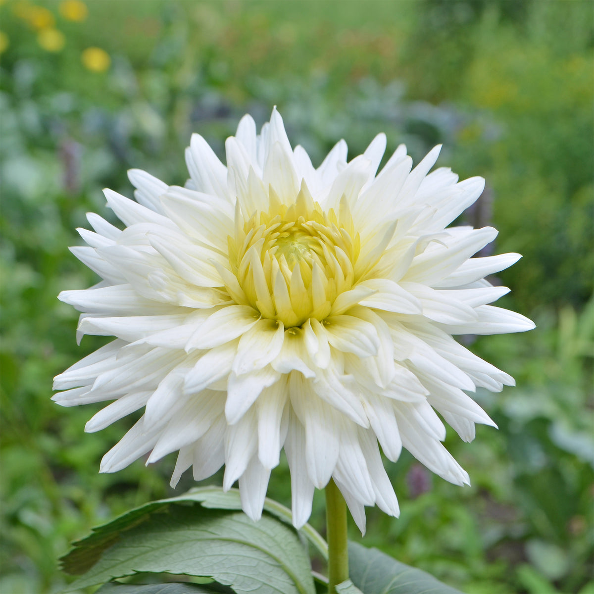 Dahlia cactus My Love - Willemse