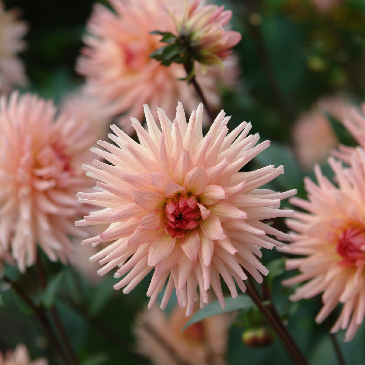 Dahlia cactus Préférence - Willemse