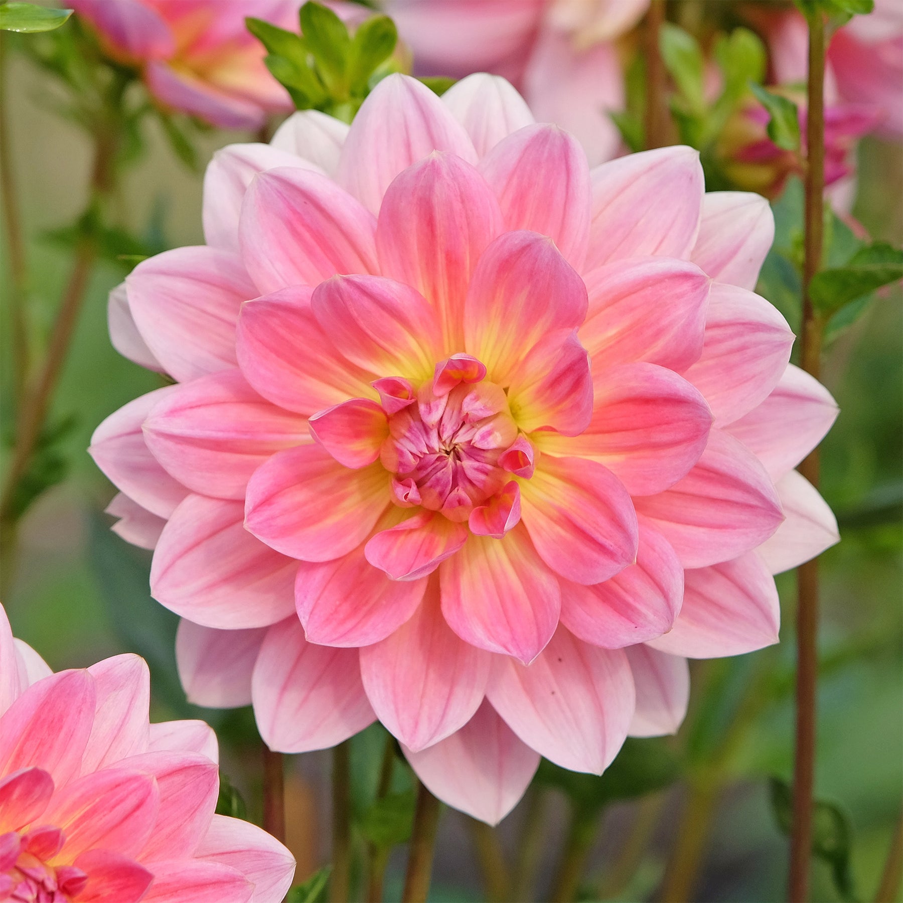 Dahlia Twiggy - Willemse