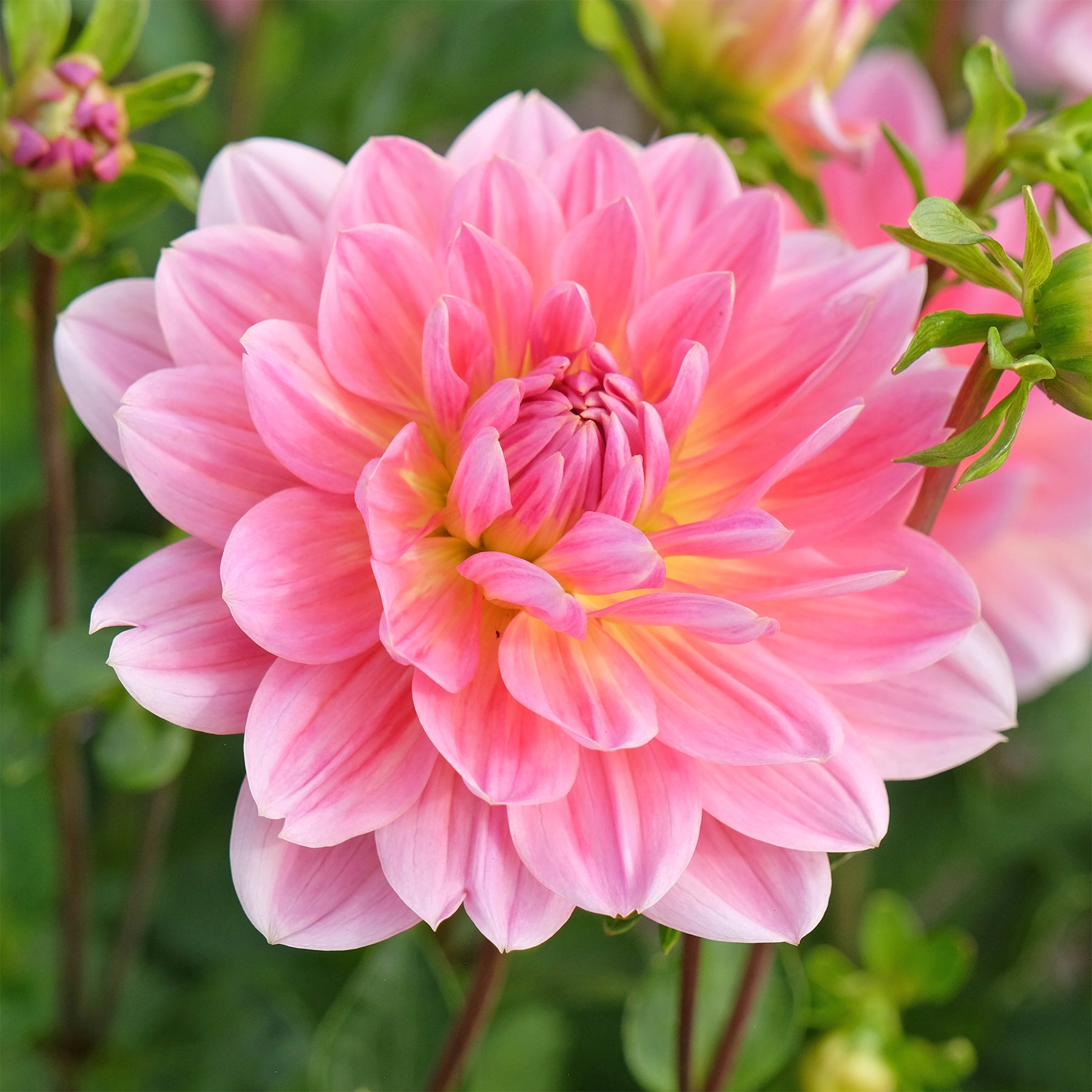 Dahlia Twiggy - Dahlia Twiggy - Dahlia