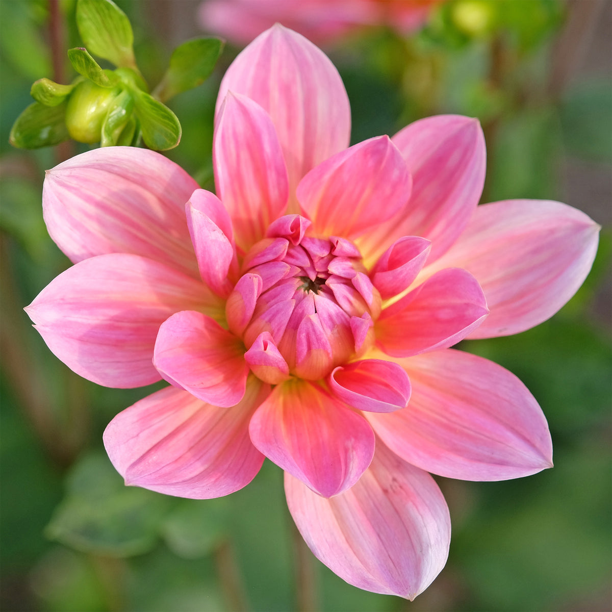 Dahlia Twiggy - Dahlia Twiggy - Willemse