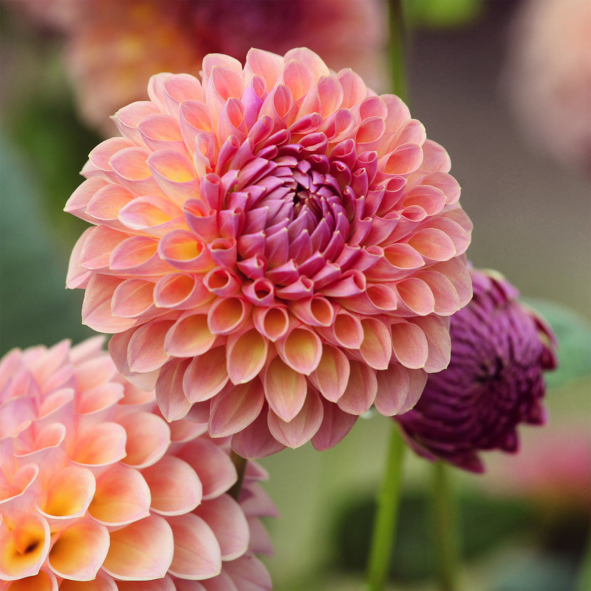 Dahlia ball Jowey Winnie - Willemse