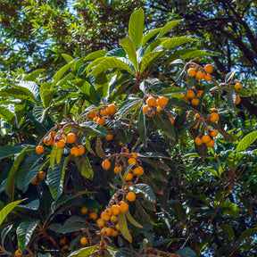 Néflier - Mespilus - Néflier du Japon - Eriobotrya japonica