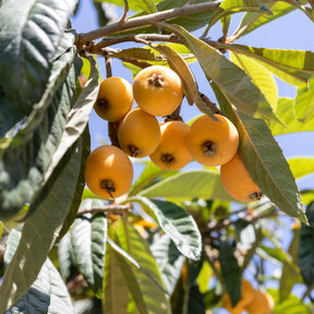 Néflier du Japon - Eriobotrya japonica - Willemse