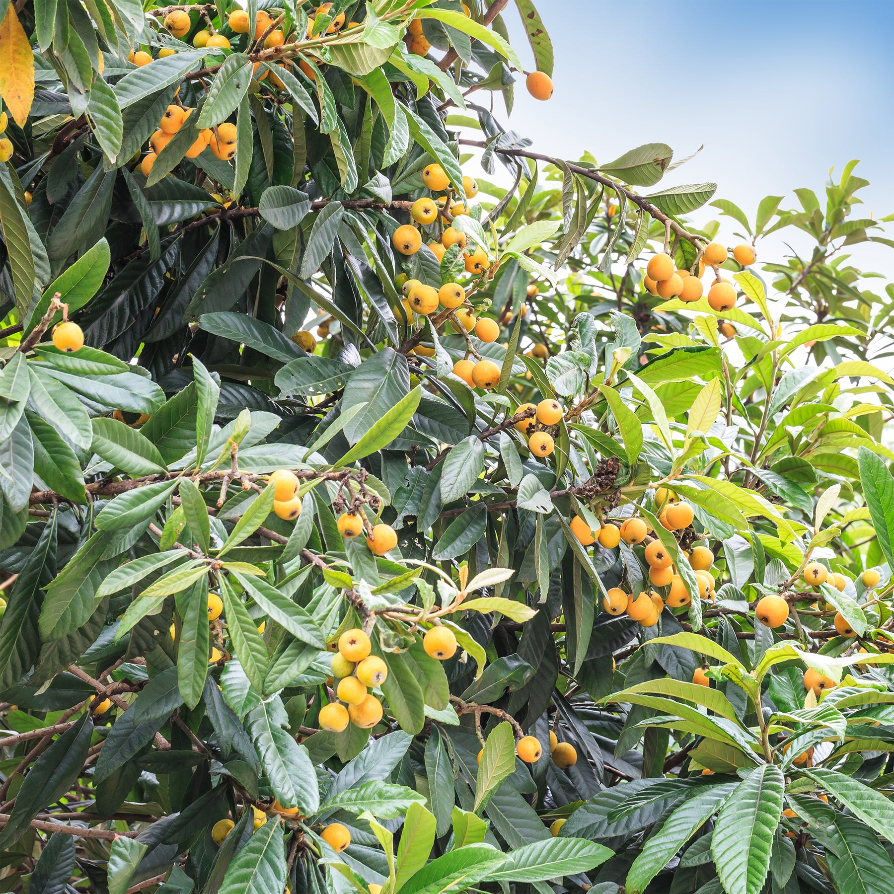 Vente Néflier du Japon - Eriobotrya japonica