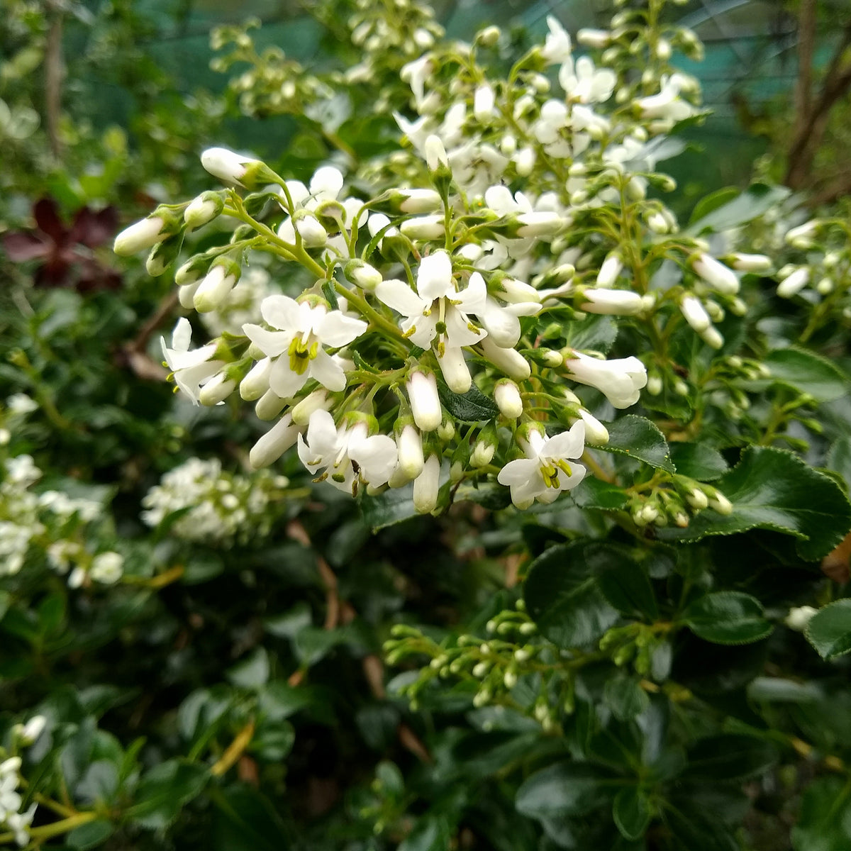 Escalonia Iveyi blanc - Willemse