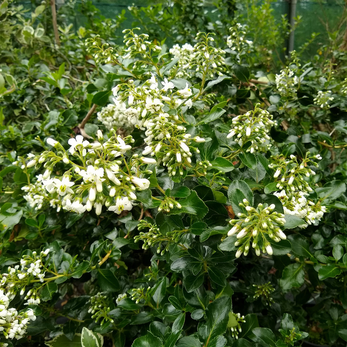 Escalonia Iveyi blanc - Escallonia Iveyi - Willemse