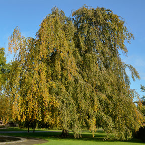 Fagus sylvatica Pendula - Hêtre pleureur - Hêtre