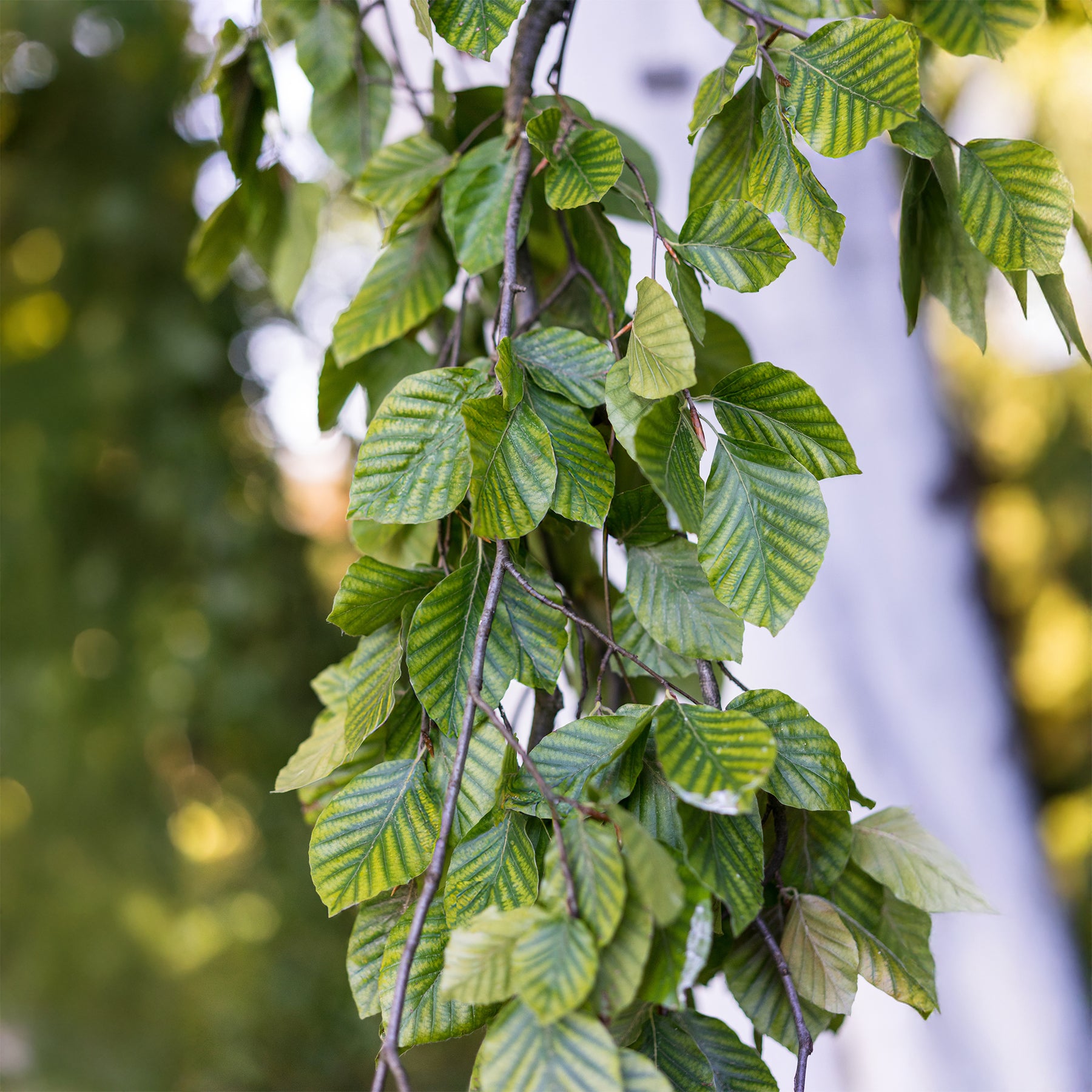 Vente Hêtre pleureur - Fagus sylvatica Pendula