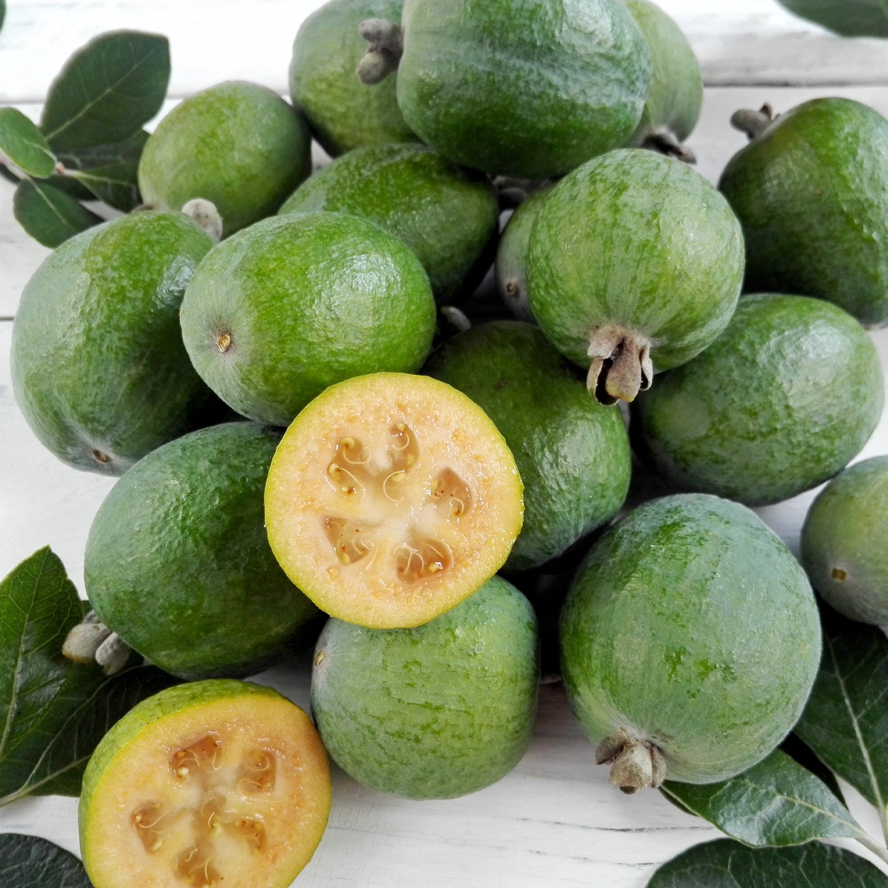 Vente Goyavier du Brésil - Feijoa - Feijoa sellowiana