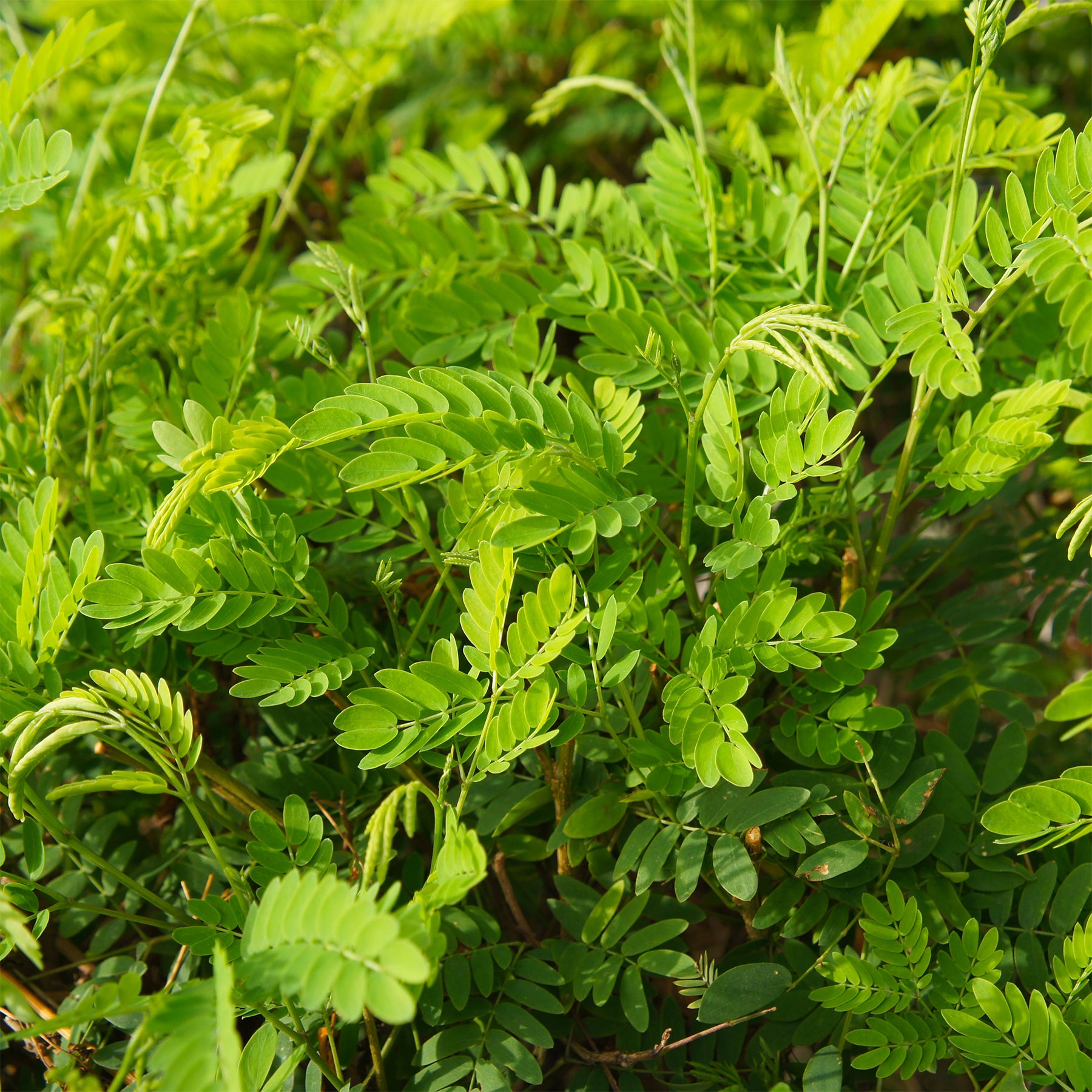 Févier d'Amérique Elegantissima - Gleditsia triacanthos Elegantissima - Willemse