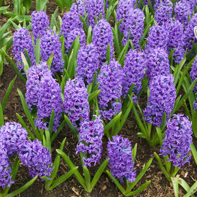 Hyacinthus orientalis Blue Jacket - Jacinthe Blue Jacket - Jacinthe