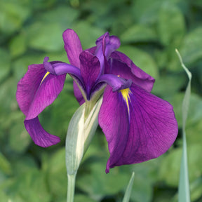 Iris du Japon Variegata - Willemse