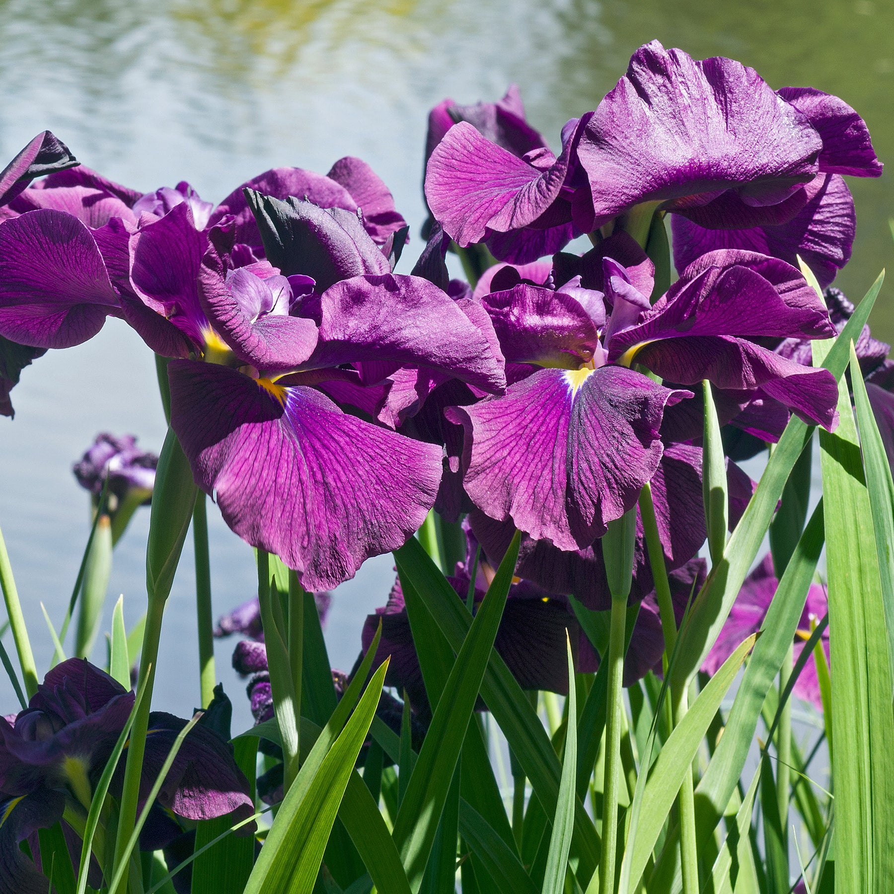 Iris du Japon Variegata - Iris ensata Variegata - Willemse