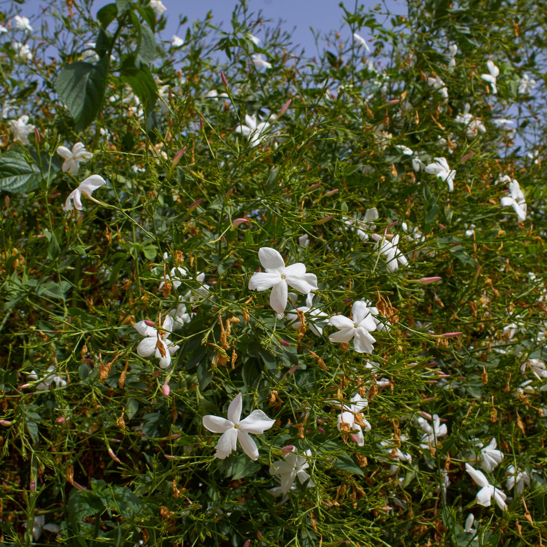 Jasmin de Grasse - Willemse