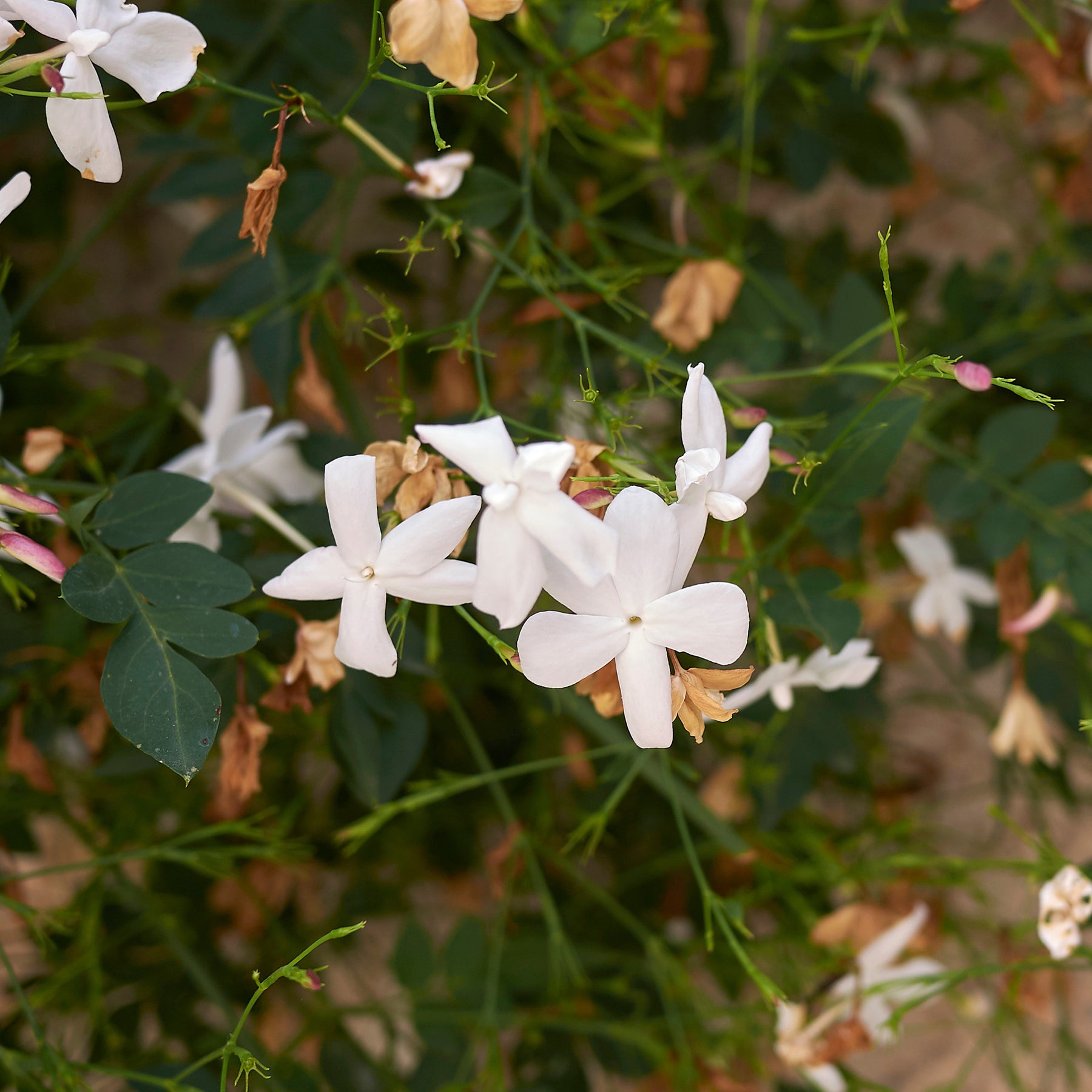 Jasmin de Grasse - Jasminum grandiflorum - Willemse