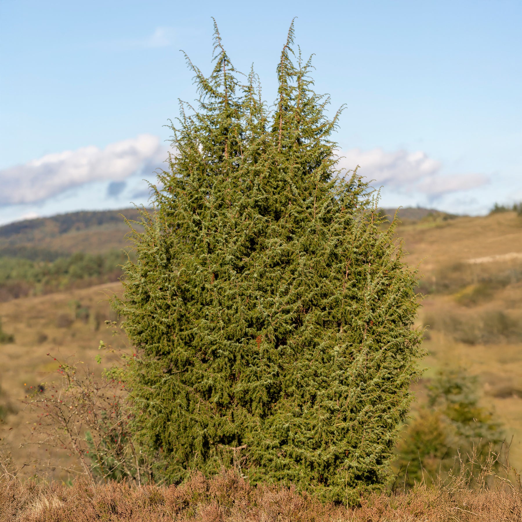 Juniperus communis - Genévrier commun - Conifères