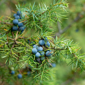 Genévrier commun - Juniperus communis - Willemse