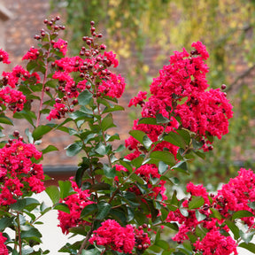 Lilas des Indes Red Rocket - Willemse