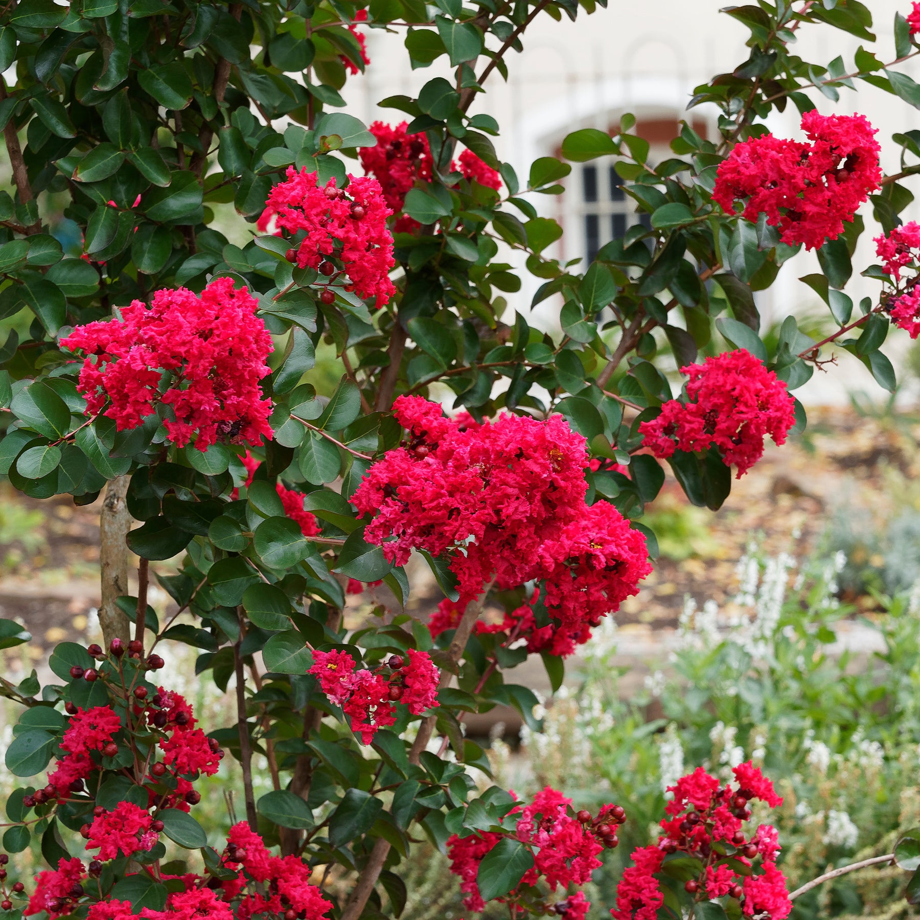 Lagerstroemia indica Red Rocket - Lilas des Indes Red Rocket - Lilas des Indes