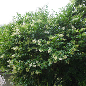 Troènes - Troène de Chine - Ligustrum lucidum