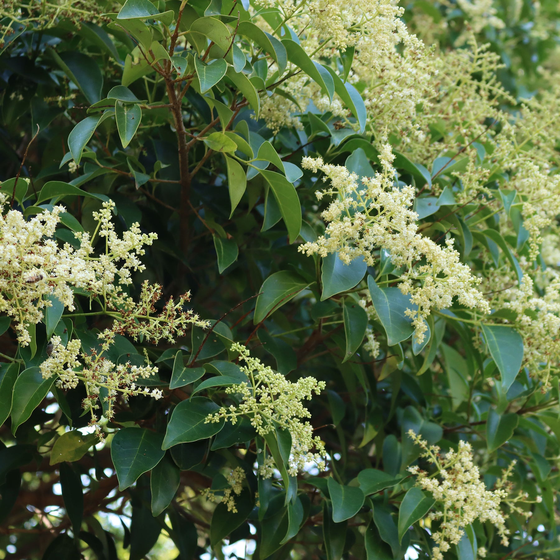 Troène de Chine - Ligustrum lucidum - Willemse