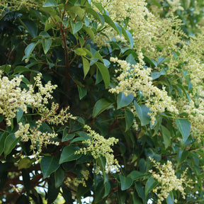 Troène de Chine - Ligustrum lucidum - Willemse