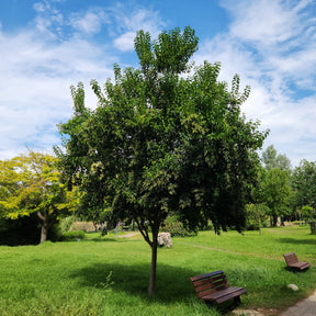 Vente Troène de Chine - Ligustrum lucidum