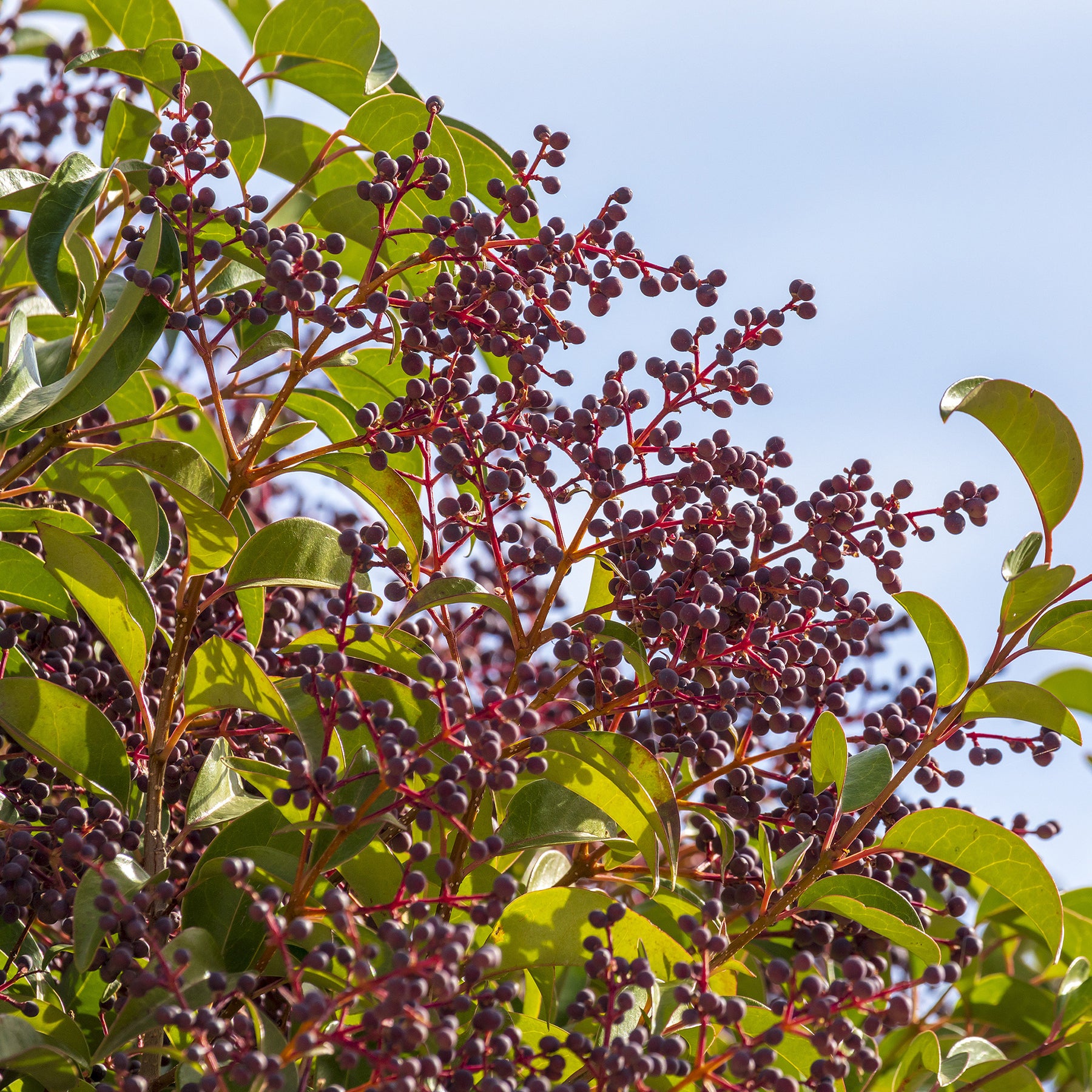 Ligustrum lucidum - Troène de Chine - Troènes