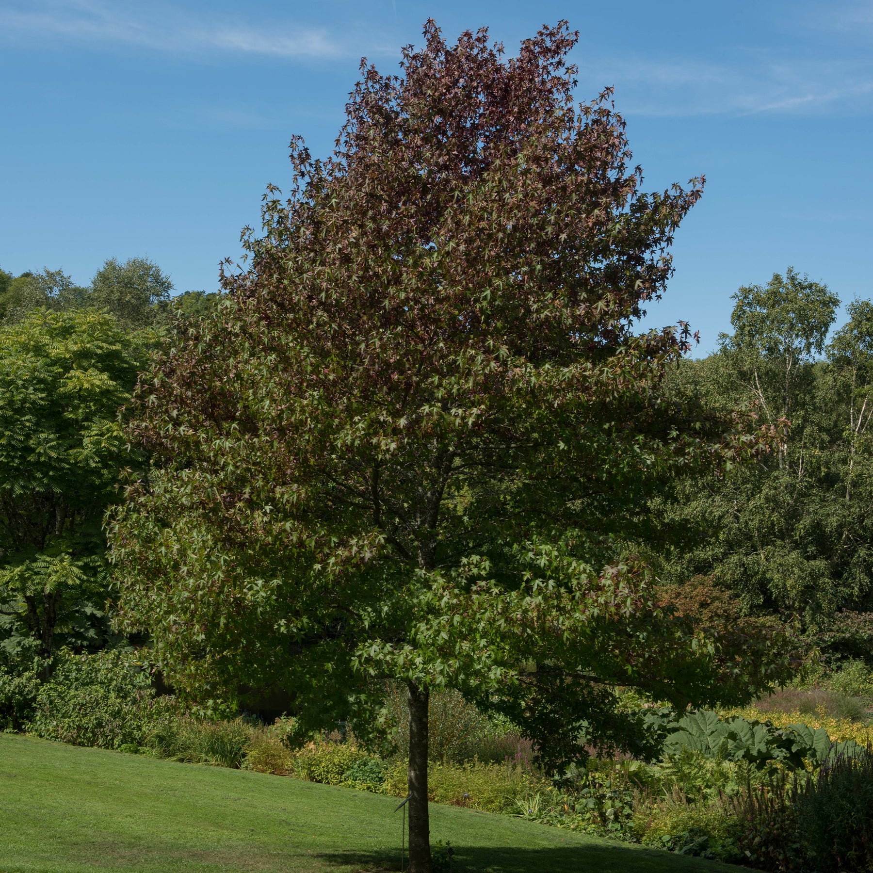 Copalme d'Amérique Worplesdon - Liquidambar - Willemse