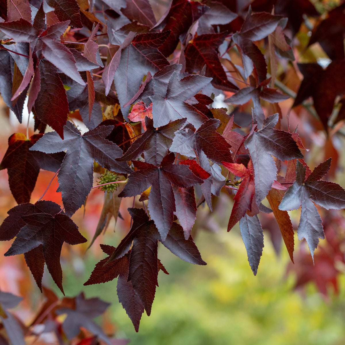 Copalme d'Amérique Worplesdon - Liquidambar - Liquidambar styraciflua Worplesdon - Willemse