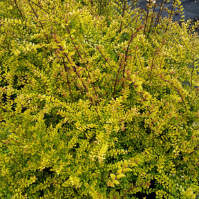 Chèvrefeuille à feuille de buis Baggesen's Gold - Lonicera nitida Baggesen's Gold - Willemse