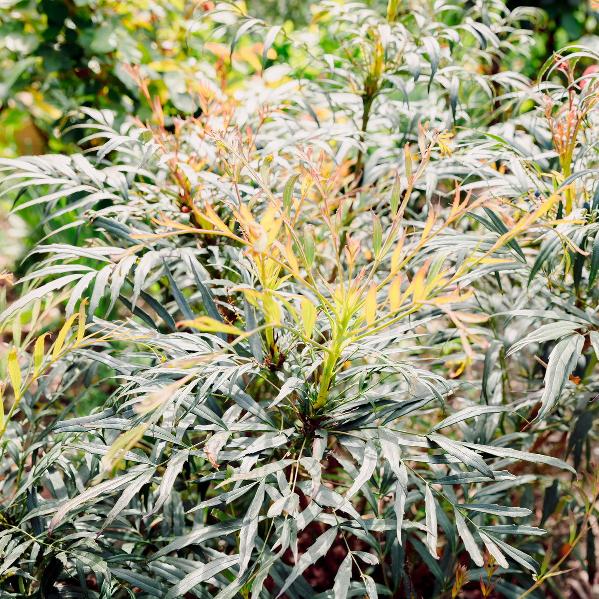 Mahonia confusa Narihira - Willemse