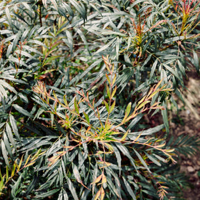 Mahonia confusa Narihira - Mahonia confusa Narihira - Mahonias